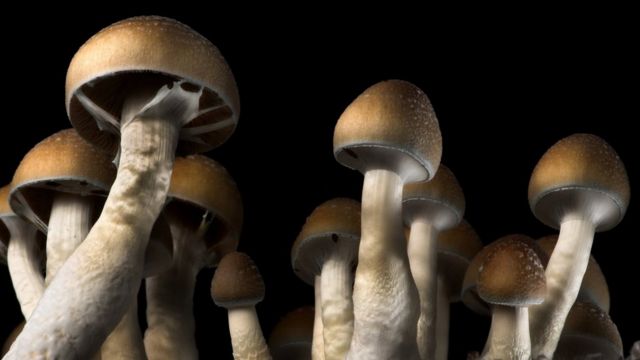 Knowing the other mushrooms along with their makes use of